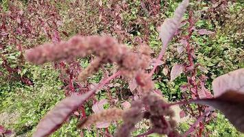 strano le forme di natura gratuito Scarica video