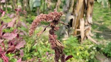 extraño formas de naturaleza gratis descargar video