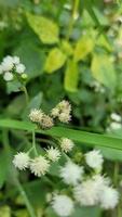 étrange formes de la nature gratuit Télécharger video