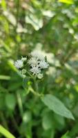 strano le forme di natura gratuito Scarica video