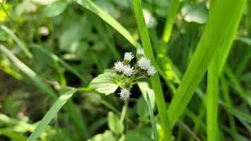 strano le forme di natura gratuito Scarica video