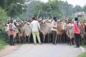 Indian village cowboy with cows photo