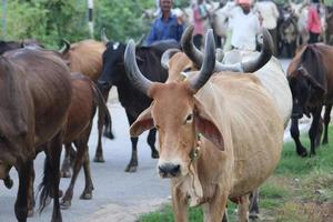 Indian village cow return after feed photo