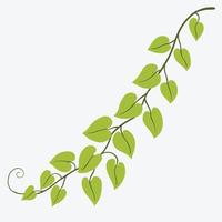 Floral ivy drawing decorative ornament flat design. vector