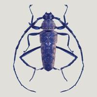 Barbel beetle in violet colors. Realistic illustration isolated on white background. vector