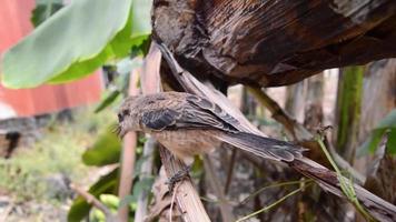 pentet bird or Lanius schach in a nature. small predatory bird. video