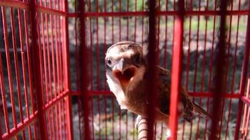 pentet bird or Lanius schach in a cage. small predatory bird. video