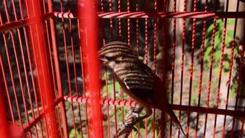 pentet oiseau ou Lanius schach dans une cage. petit prédateur oiseau. video