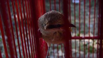 pentet vogel of Lanius schach in een kooi. klein roofzuchtig vogel. video