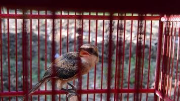 shot on cendet bird or Lanius schach in a cage video