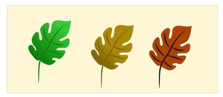 leaves, flowers, plants, daisies, maple leaves, monstera, maple vector