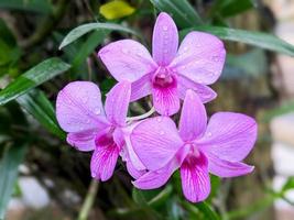 Purple orchid flower or Orchidaceae photo