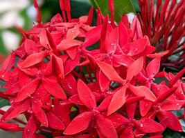 closeup of red ixora flower photo