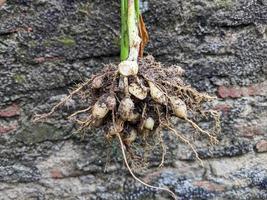 the root of white turmeric or Curcuma zedoaria is pulled from the ground photo