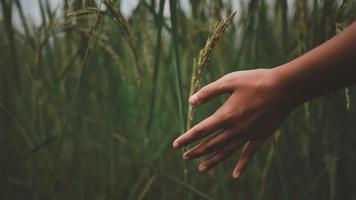 Agriculture concept, A hand farmer touching a young ear of rice in the green paddy field. photo