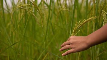Agriculture, hand tenderly touching a young rice in the paddy field,Hand holding rice. photo