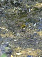 Frog in a muddy green swamp photo