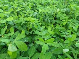 Field of peanut plants in the garden photo