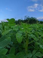 Field of peanut plants in the garden photo