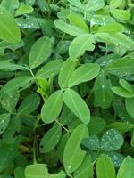 Field of peanut plants in the garden photo