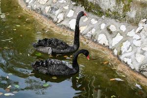 Black swans on the lake photo