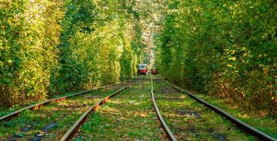 Tram and tram rails in colorful forest photo