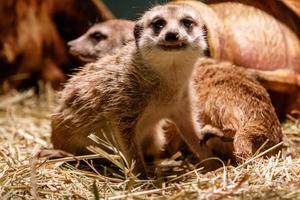 Beautiful meerkats are played photo