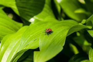 Green leaves with a red insect photo