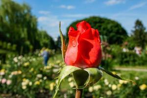 Flowering summer rose in bud photo