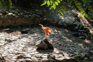 Red ibis basks in the sun photo