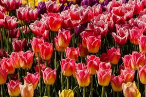 Spring field of colorful tulips photo
