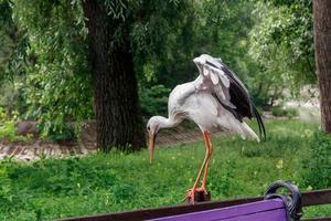 beautiful stork stands on a fence photo