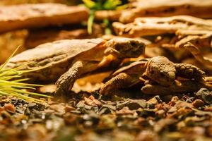 Two Sulcata Tortoises mating a red lamp photo