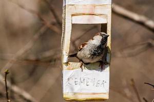 The sparrow flew into the bird feeder photo