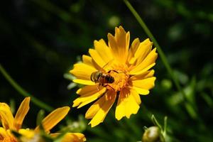 Honey bee gathering pollen inside bloomed yellow flower in garden photo