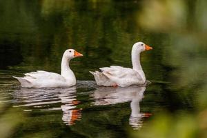 beautiful pair of geese floating on water photo