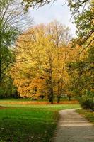 Yellow autumn trees in the park photo