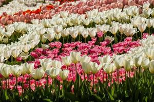 Spring field of colorful tulips photo