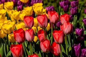 Spring field of colorful tulips photo