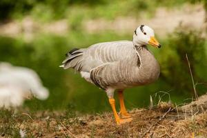 A gray goose walks on the grass photo
