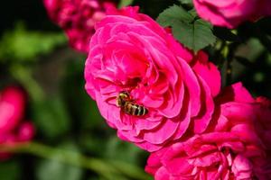 Flowering summer rose in bud photo