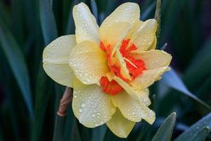 beautiful summer terry daffodils photo
