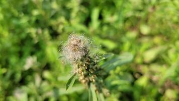 bijzonder video van vreemd vormen van natuur vrij downloaden