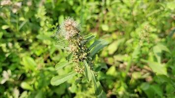 raro video di strano le forme di natura gratuito Scarica