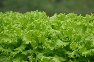 Fresh lettuce leaves in a garden photo