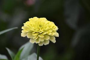 A close up image of Golden Yellow Zinnia elegans in a garden with blurred background