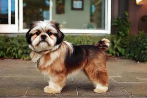 a dog with a house in the background photo