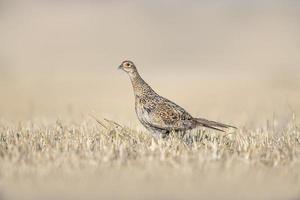 a pheasant hen in a harvested wheat field in summer