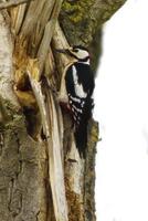 great spotted woodpecker sits on a tree trunk and looks for prey photo