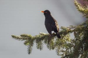 blackbird sits on a branch photo